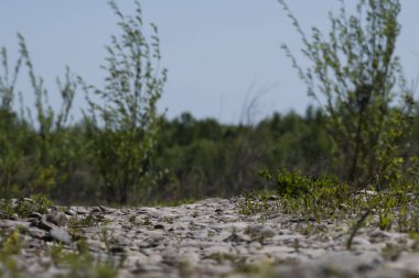 Ormanda kayalık bir patika manzarası