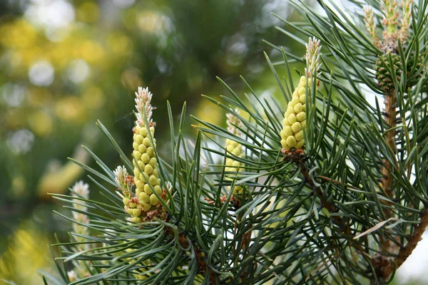 Bir çam dalında kızılötesi ışınlar