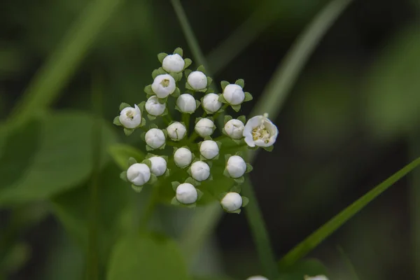 Prairie Sauvage Bourgeons Doux Close — Photo