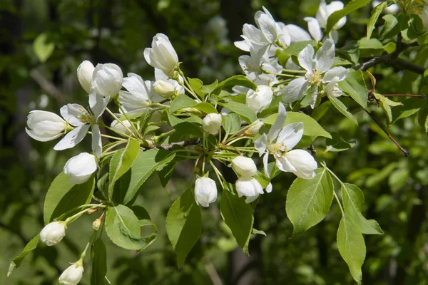 Witte Bloemen Ranetki Een Tak — Stockfoto