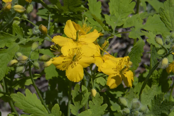 Flores Amarillas Celidonia Bosque —  Fotos de Stock