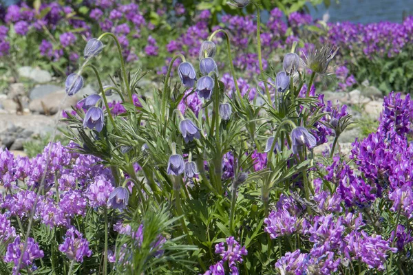 Astragalus Lumbago Field — Stock Photo, Image