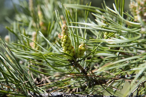 Blomstã Llningar Tallgren — Stockfoto