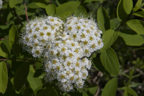 Infiorescenze Foresta Meadowsweet — Foto Stock