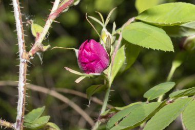 bir dalda gül goncası