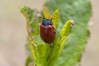    Yaprağın üzerindeki kahverengi böcek.