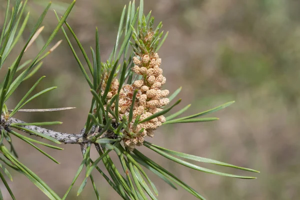 Blommande Tallgren Skogen — Stockfoto