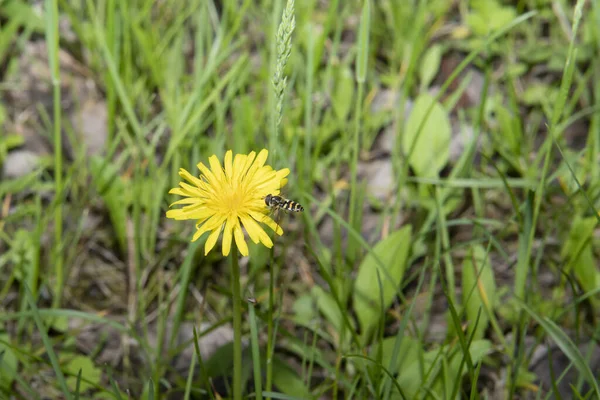 Eine Plappernde Fliege Über Einem Löwenzahn — Stockfoto