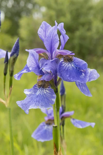 Blommor Sibiriska Iris Fält — Stockfoto