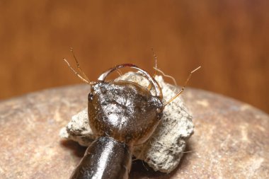the head of the larva of a floating beetle with a jaw