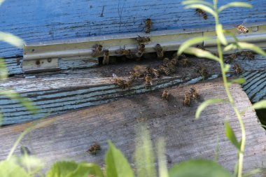     entrance to the hive with bees