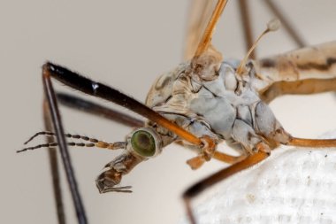 long-legged mosquito on a white cloth