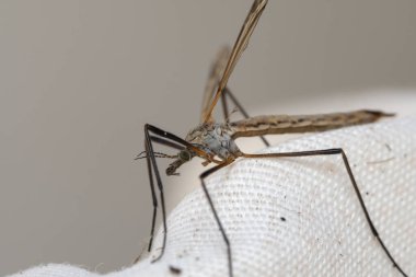 long-legged mosquito on a white cloth
