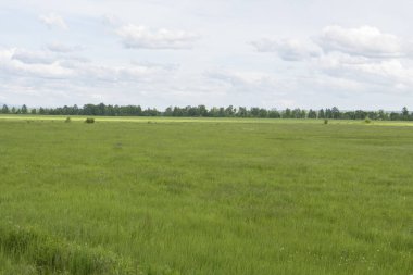 yeşil çim alan manzara