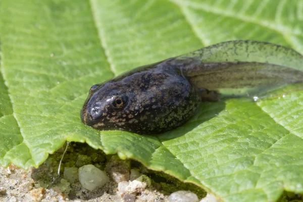 Grenouille Têtard Sur Une Feuille — Photo