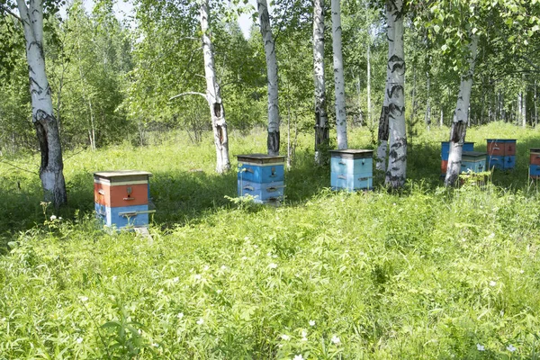 Včelín Včelami Lese Stock Fotografie