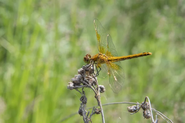 Yellow Dragonfly Sitting Branch — Stock Photo, Image