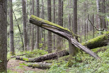 Ormanın çalılıklarında yosunların içindeki ağaçlar