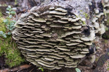 Ağaç mantarı gövdede.