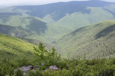 Tayganın yamaçlarında bulutların altında