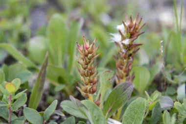 yeşil yapraklar ve bitki tohumları