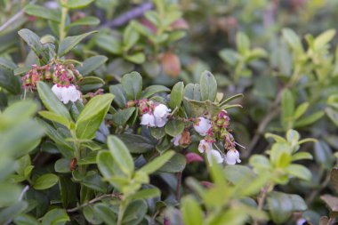 Ormanda yaban mersini çiçekleri