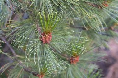 Sedir elfinin çiçekli dalları