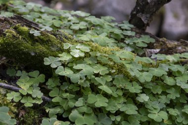 Yonca yaprakları yosunlarda yetişir