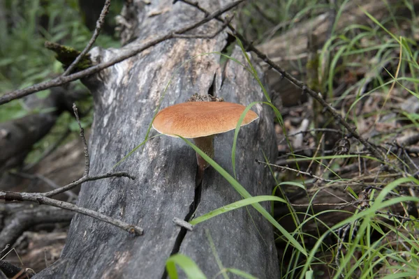 red tree mushroom on the trunk
