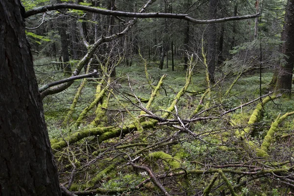 Drzewa Mchu Gęstwinach Lasu — Zdjęcie stockowe