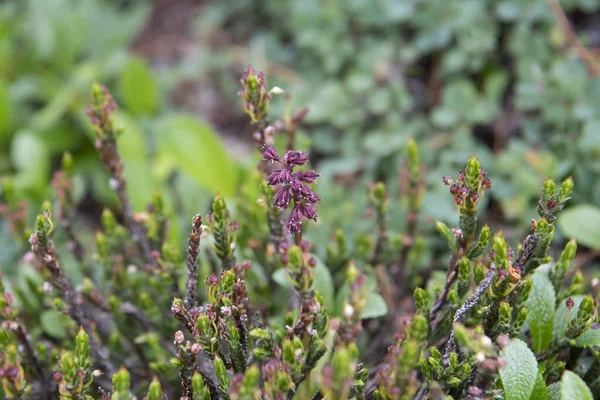 Ljung Blommar Sluttningen — Stockfoto