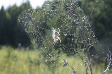 Sarı bir örümcek ağda oturuyor.