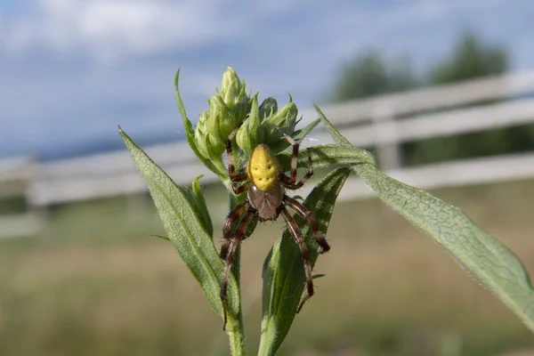 Uma Aranha Amarelo Marrom Grama — Fotografia de Stock