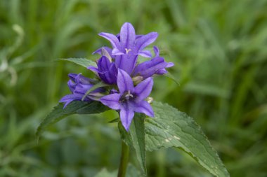 Kalabalık çan tarlada çiçek açıyor.