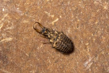 Taşın üstündeki karınca aslan.