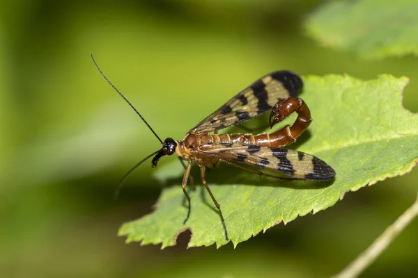 Insecto Escorpión Común Una Hoja — Foto de Stock