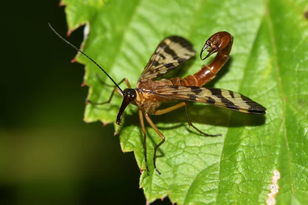 Insecto Escorpión Común Una Hoja — Foto de Stock