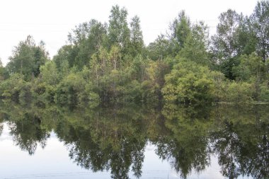 Göletin etrafındaki ağaçlar