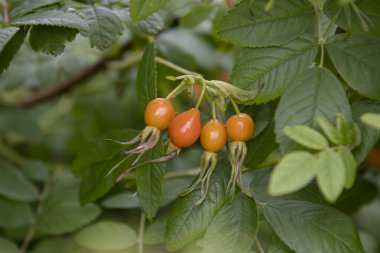 Bir dalda gül ağacı üzümü