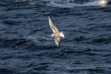 Martılar suyun üzerinde uçuyor.