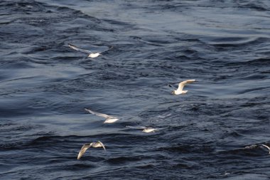 Martılar suyun üzerinde uçuyor.