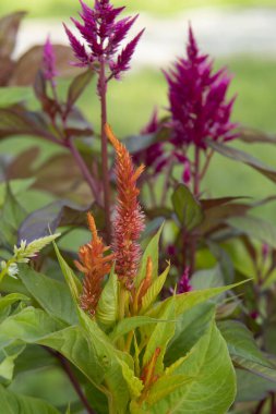 Coelosia bir çiçek tarlasında dikenli.