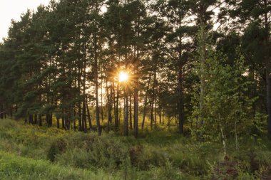 Çam ormanında gün batımı