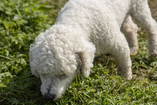 Biały Pies Spaceruje Trawie — Zdjęcie stockowe