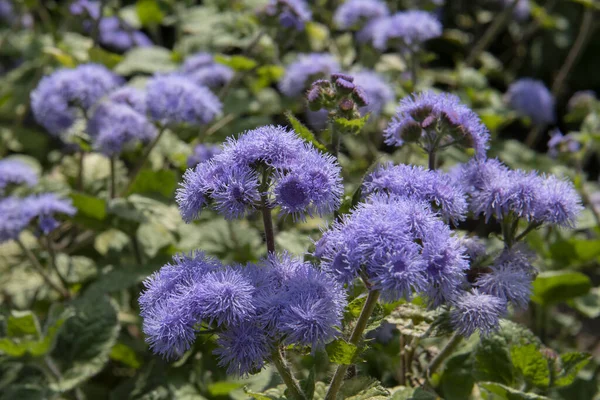 Houstons Ageratum Auf Einem Blumenbeet — Stockfoto