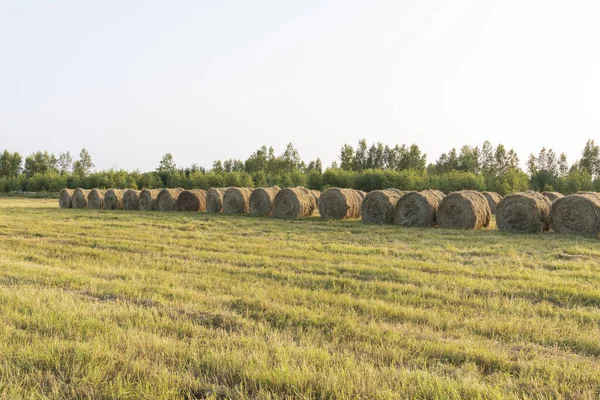 Feno Rolos Campo — Fotografia de Stock