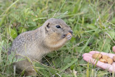 Genç bir sincap fındık kemiriyor.