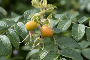 yeşil ve kırmızı gül üzümleri