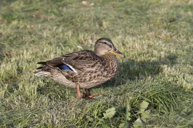 Yaban ördeği yerde duruyor.