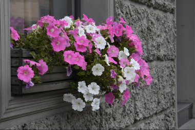 Dekoratif vazolarda açan çiçekler.